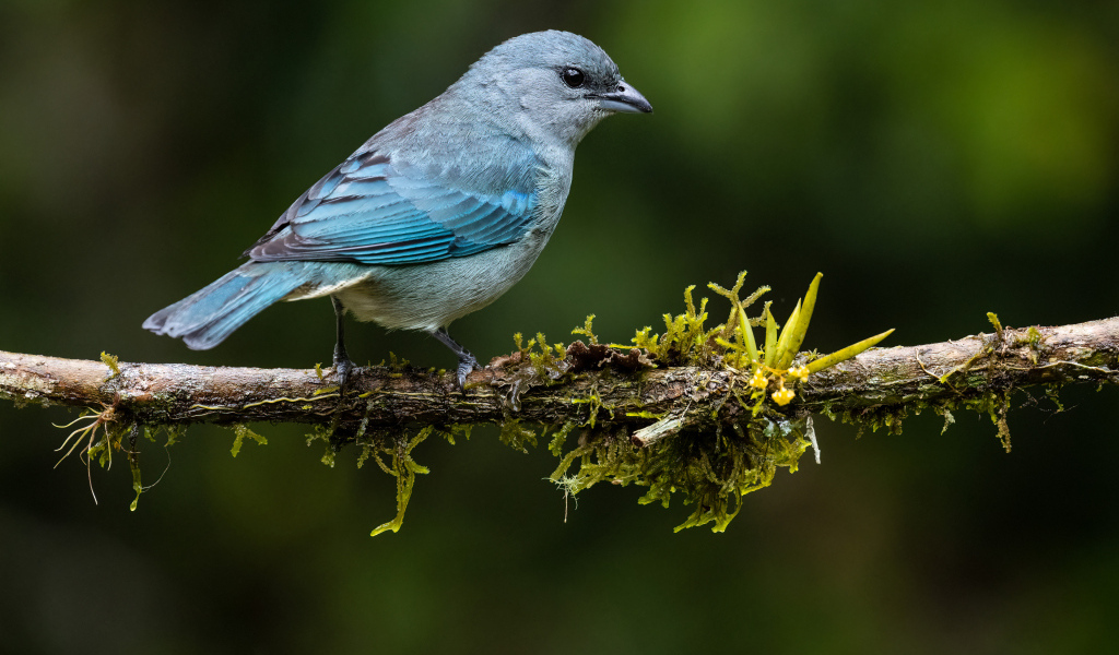 Синеплечий траупис сидит на ветке