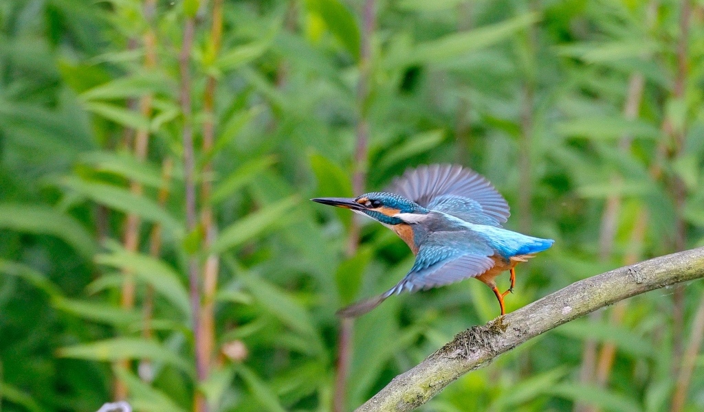 Голубая птица зимородок взлетает с ветки