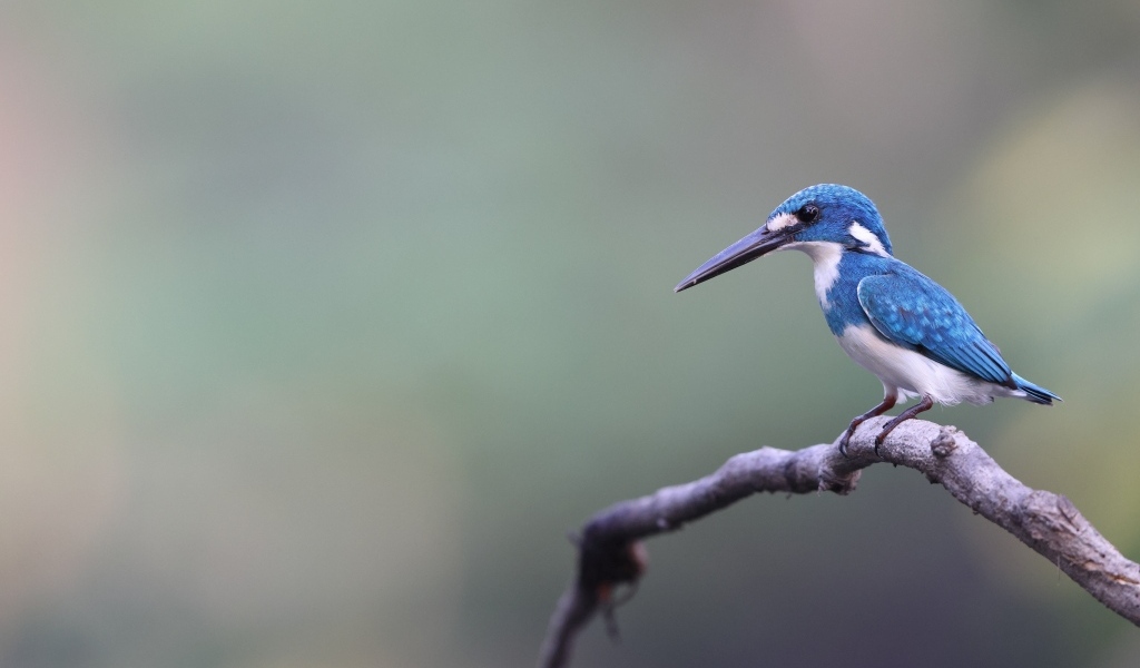 Голубая птица зимородок с острым клювом на ветке
