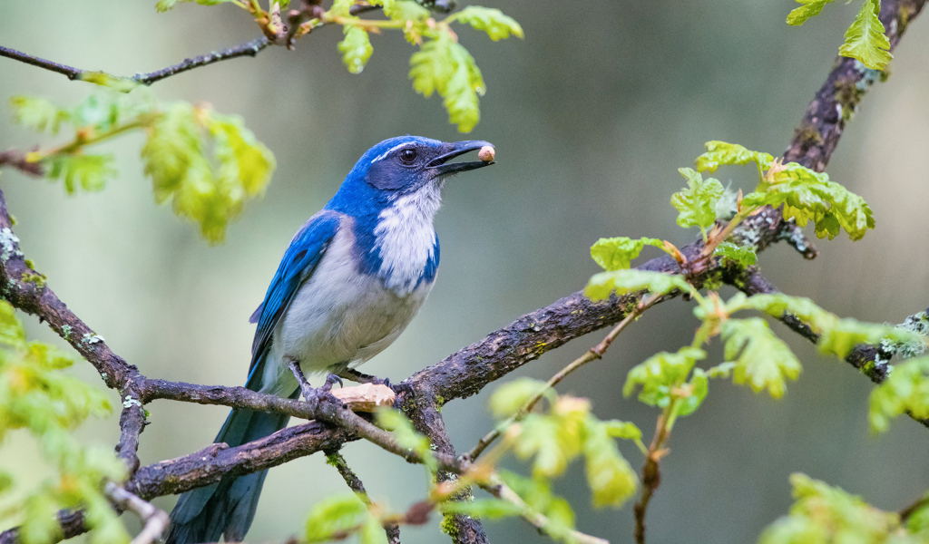 Голубая сойка сидит на ветке дерева