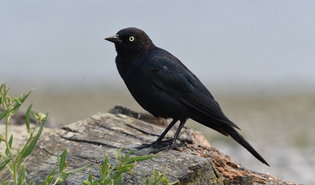 Блестящий малый трупиал