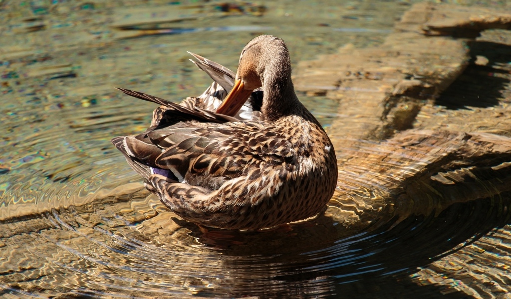Коричневая утка чистит перья в воде