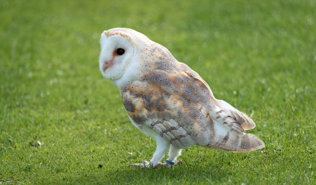 Коричневая сова на зеленой траве