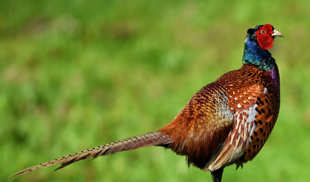 Коричневый фазан крупным планом