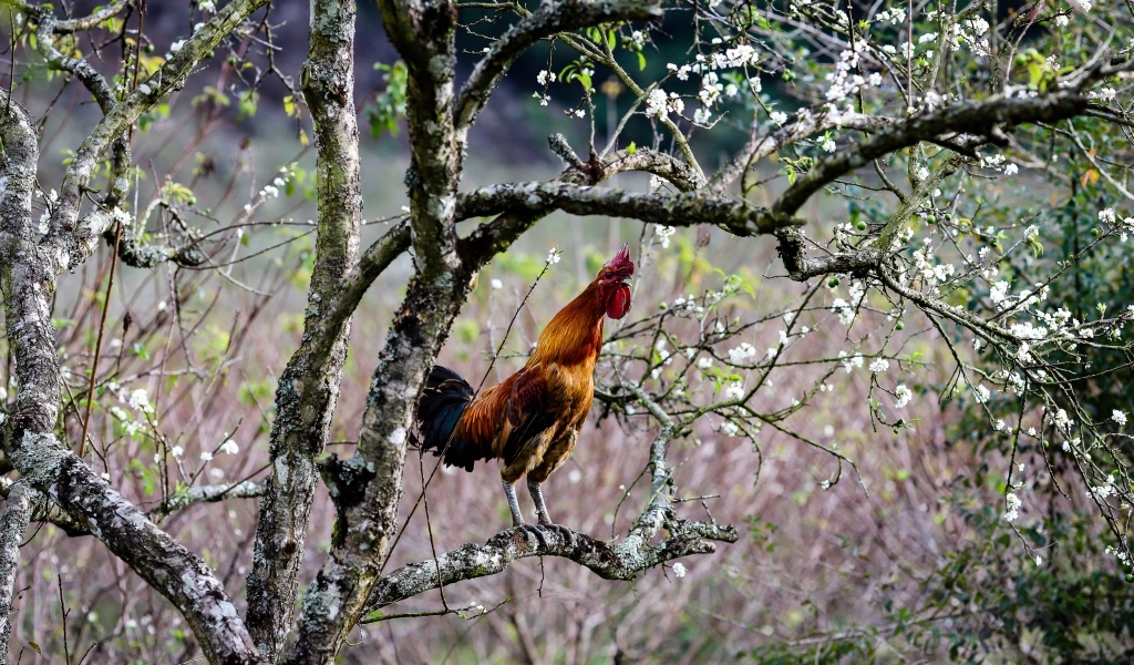 Коричневый петух сидит на ветке дерева