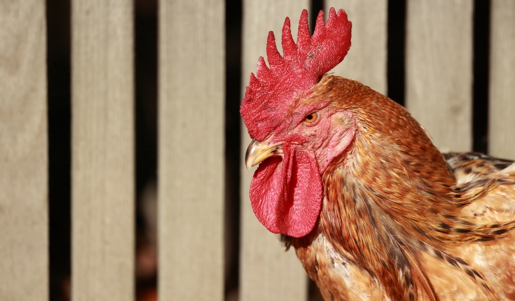 Коричневый петух с красным гребнем