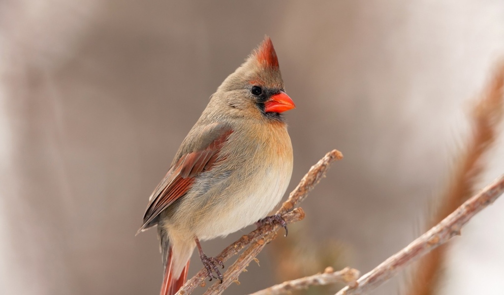 Птица кардинал сидит на ветке дерева