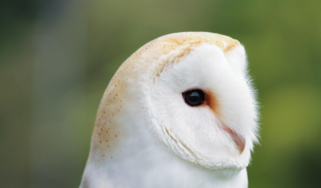 Милая обыкновенная сипуха крупным планом