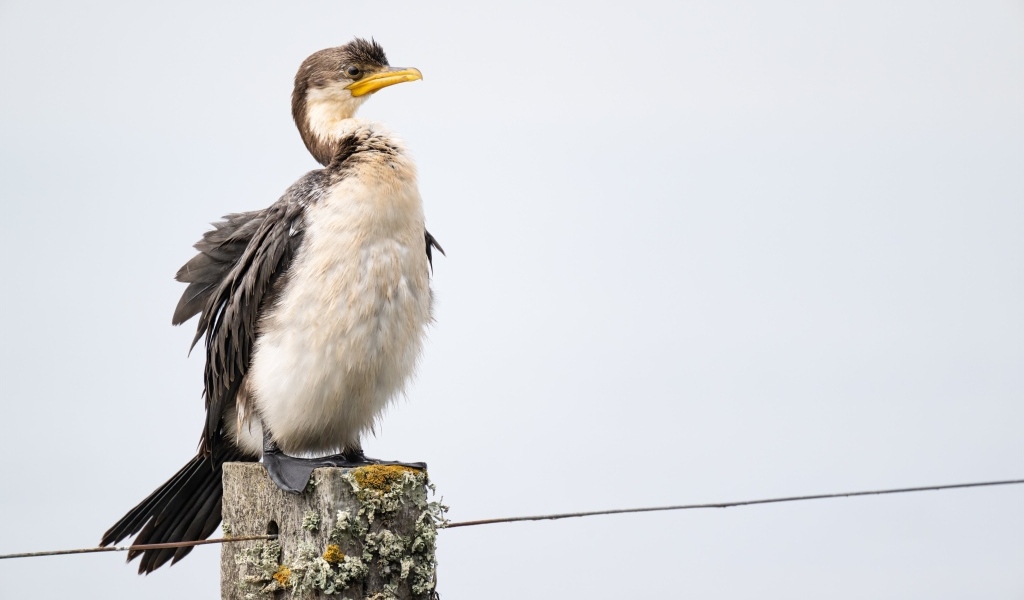 Баклан сидит на столбе у воды
