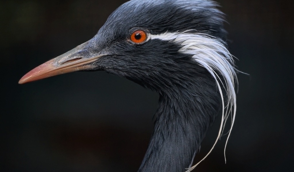 Голова журавля красавка крупным планом