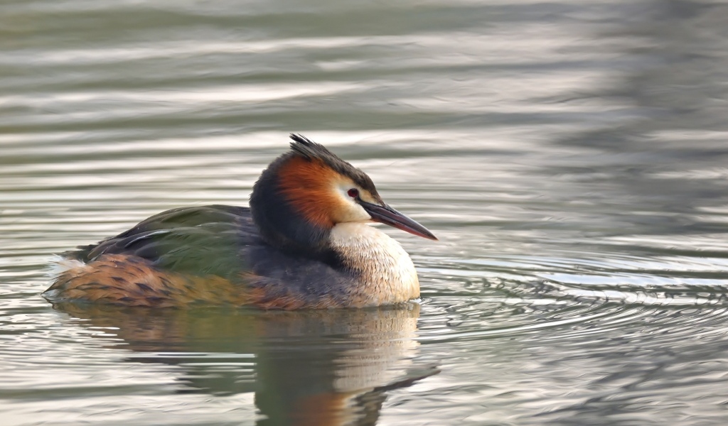 Птица хохлатая поганка в воде