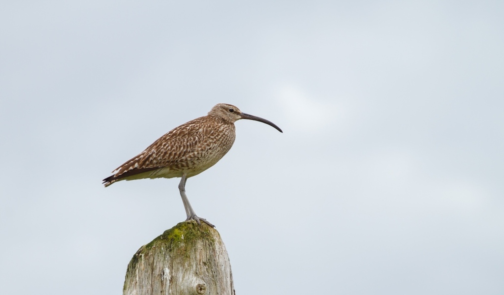Птица кроншнеп с длинным острым клювом