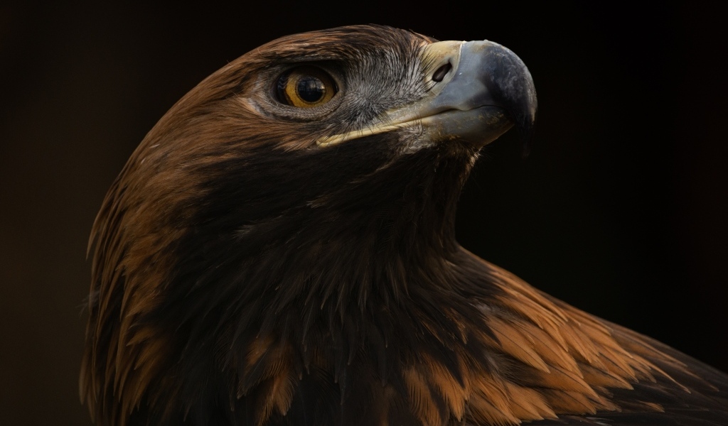 Голова орла на черном фоне