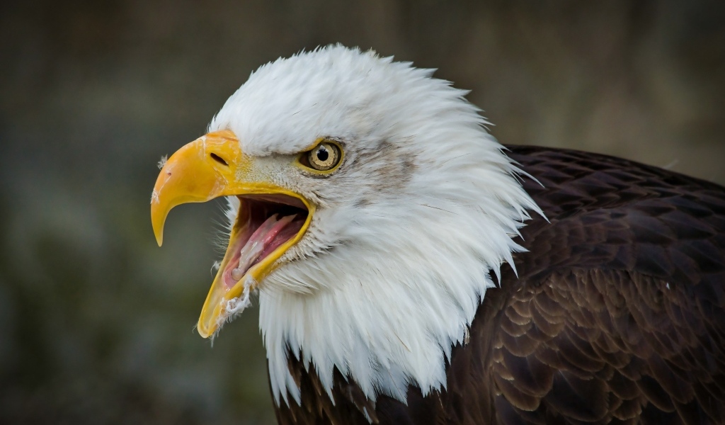 Орел с открытым острым клювом