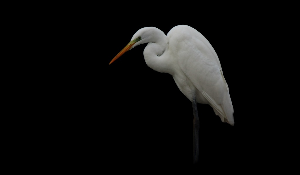 Белая цапля на черном фоне