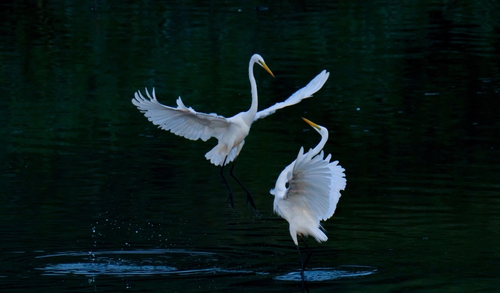 Влюбленные белые цапли в воде