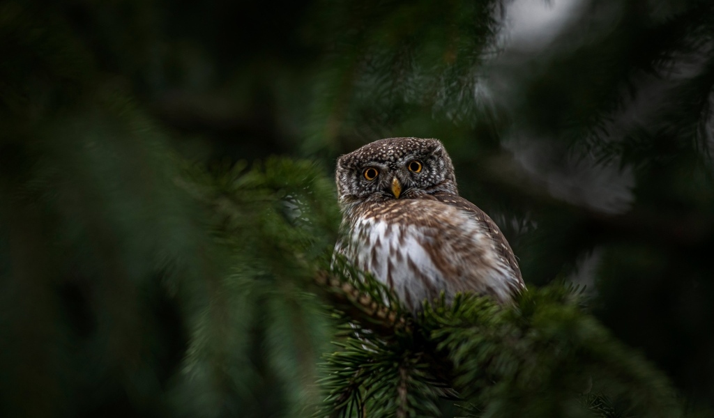 Евразийская карликовая сова сидит на ветке дерева