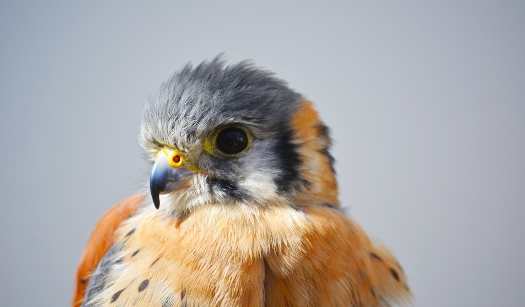 Голова сокола на сером фоне