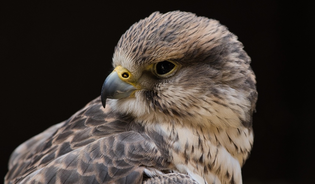 Сокол на черном фоне крупным планом