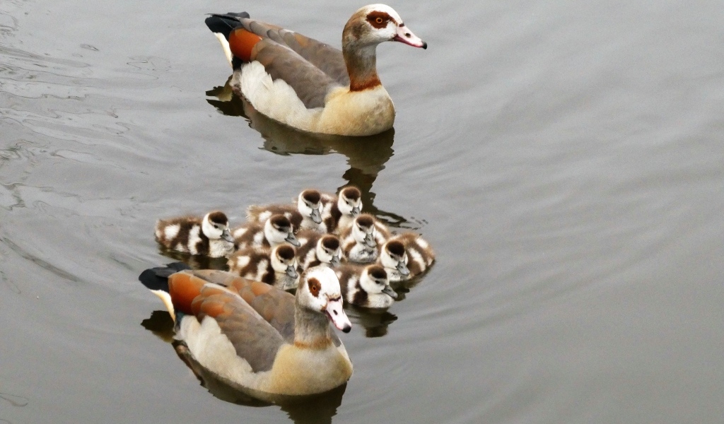 Семья египетских гусей в воде
