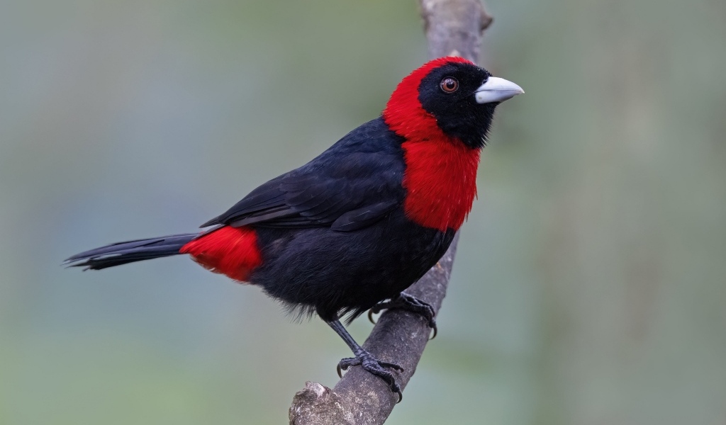 Огненная расписная танагра сидит на ветке дерева