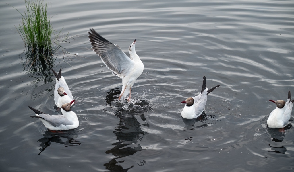 Пять чаек плавают в воде озера