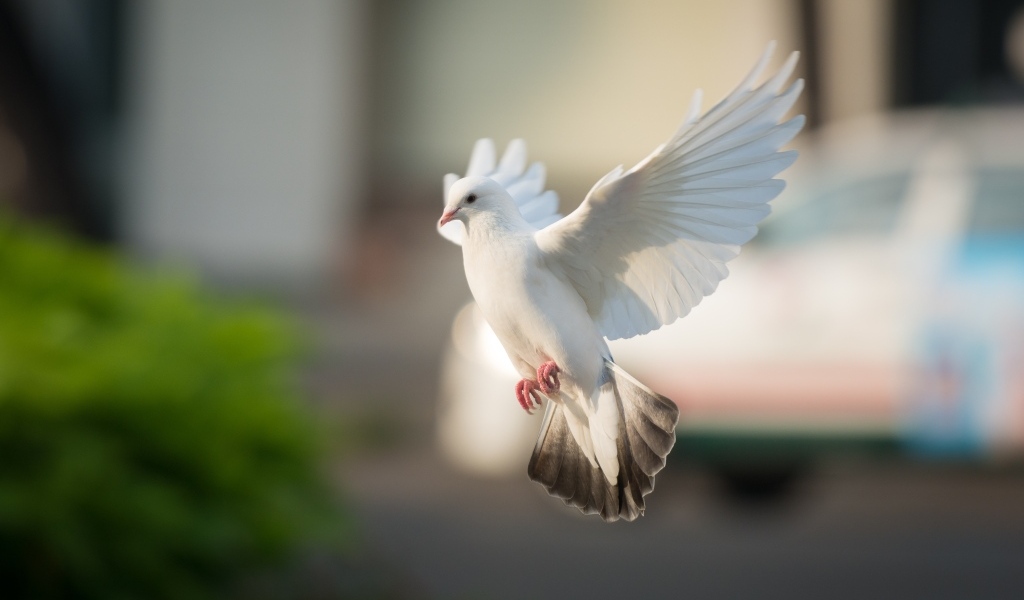 Полет красивого белого голубя