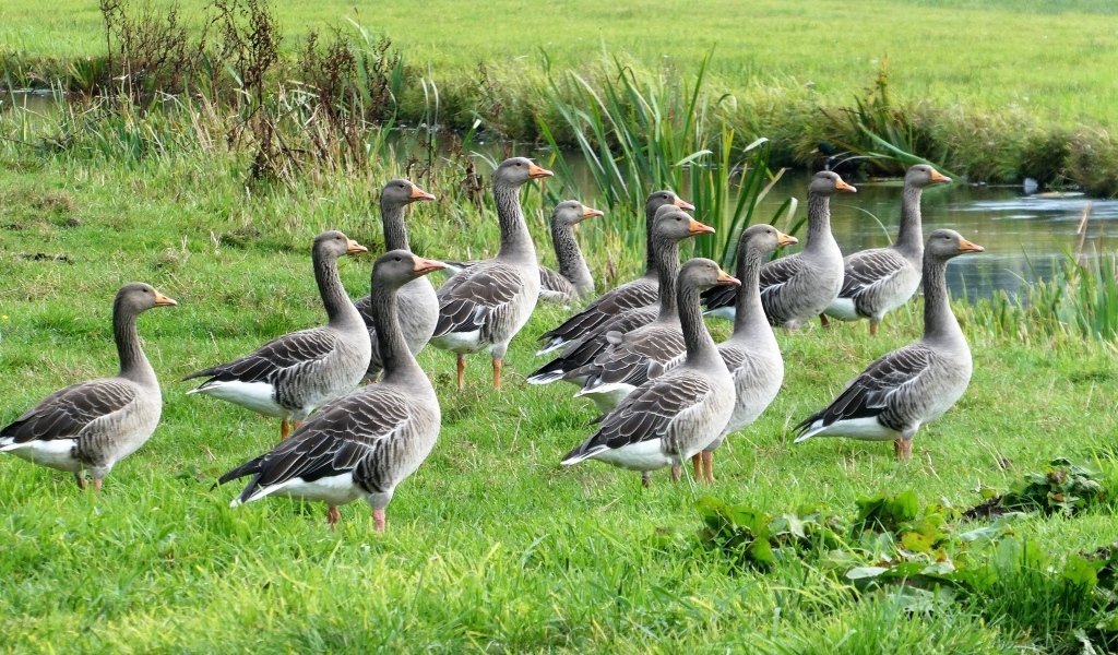 Стая серых гусей у воды