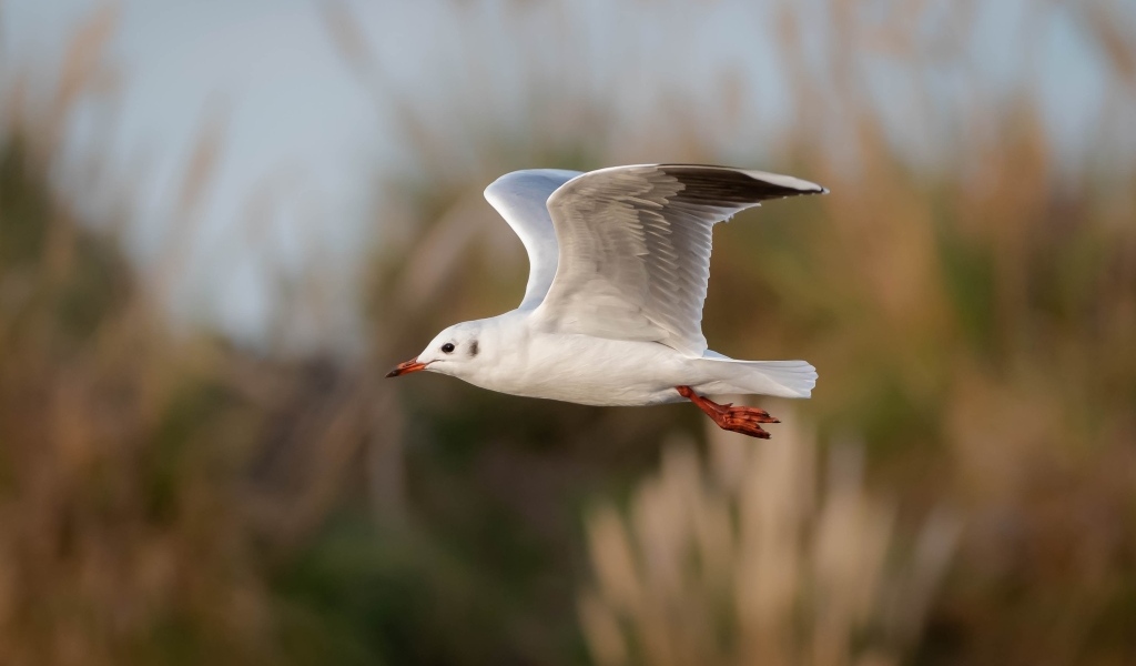 Полет белой чайки в воздухе