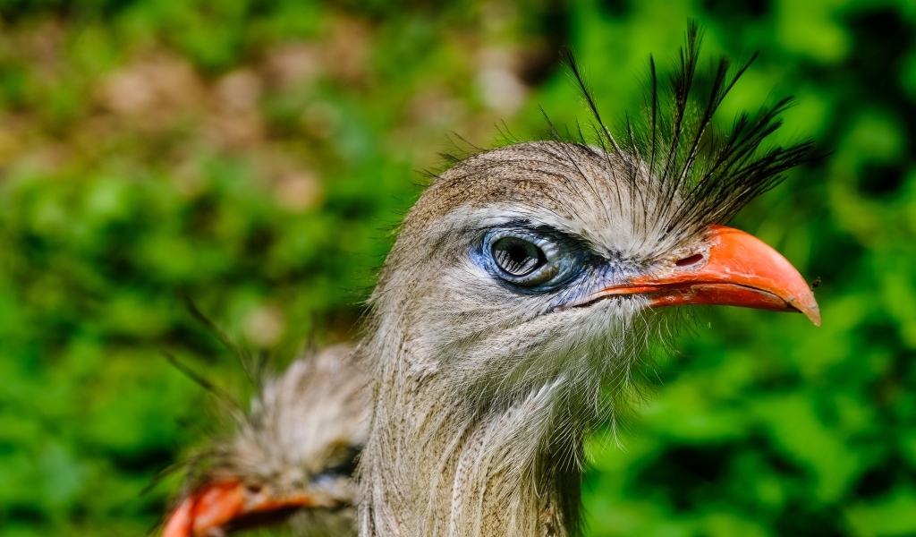 Смешная птица секретарь с острым клювом