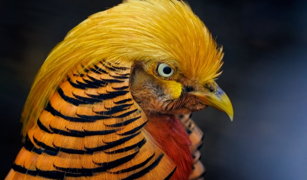 Голова золотого фазана крупным планом