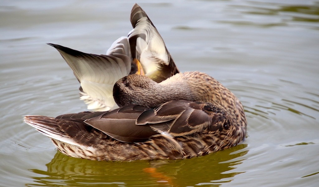 Гусь чистит перья в воде