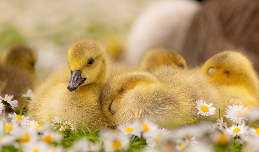 Гусята лежат на цветах маргаритки