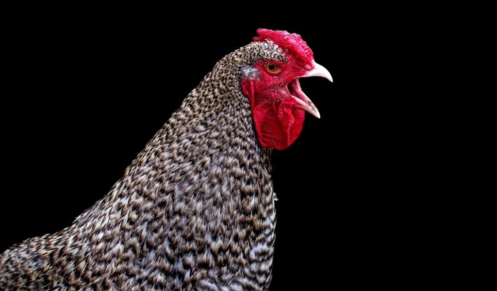 Серая домашняя курица на черном фоне