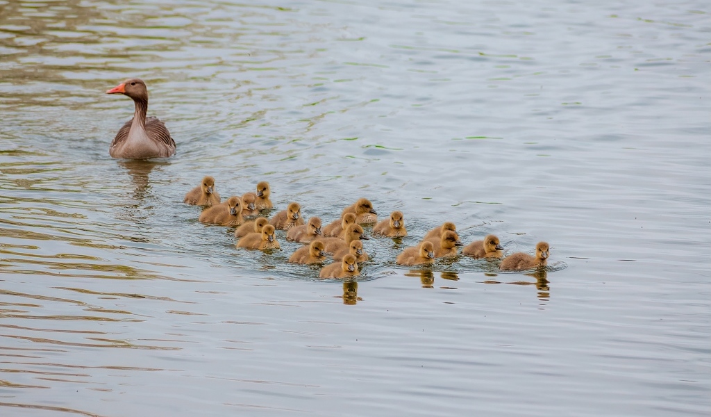 Серый гусь с птенцами плывет по воде