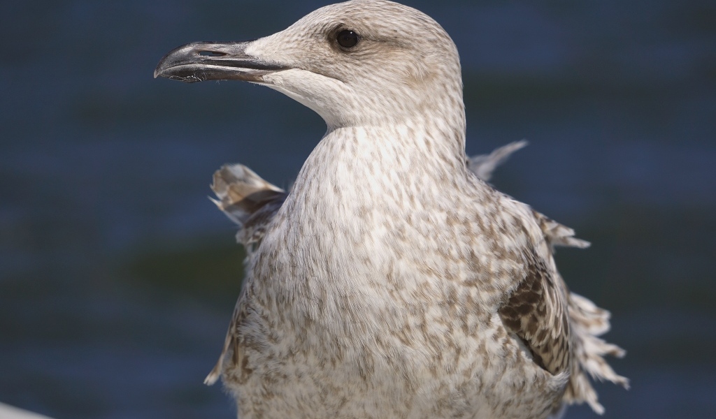 Серая чайка с острым клювом крупным планом
