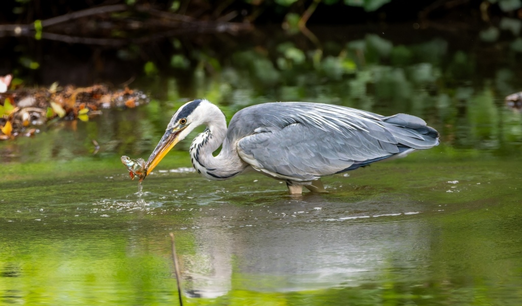 Серая цапля ловит рыбу в пруду