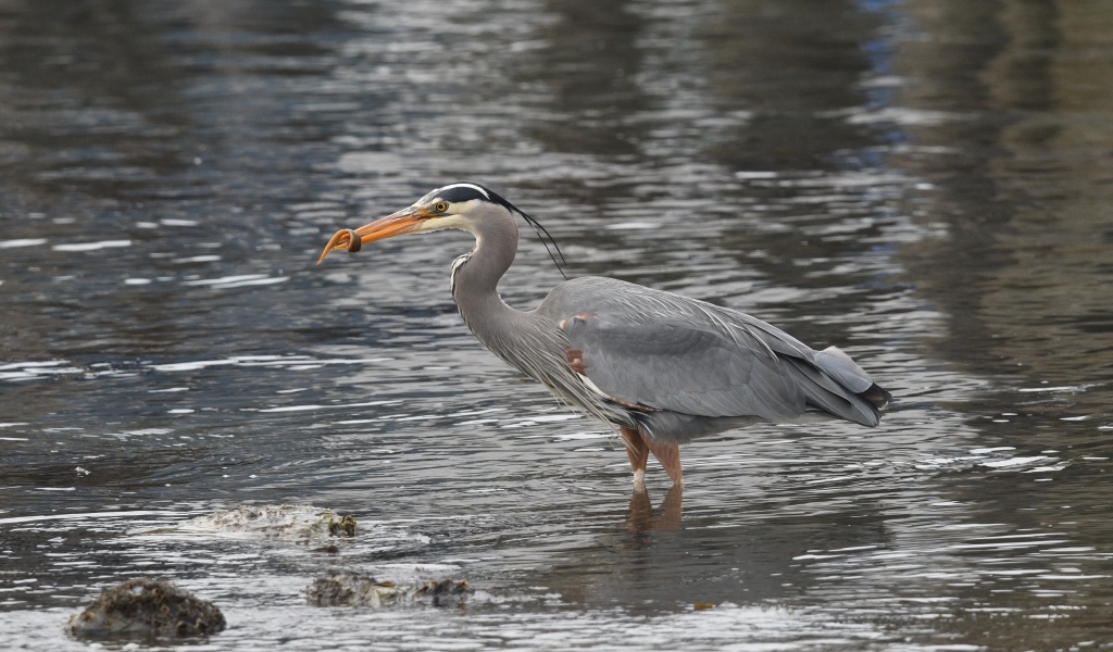 Серая цапля ловит рыбу в воде