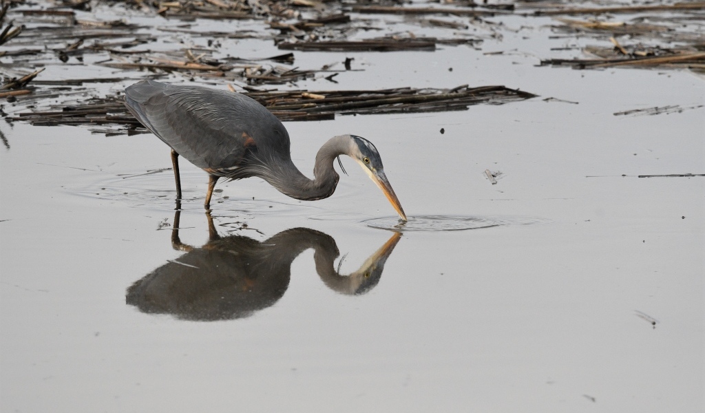 Серая цапля охотится в воде