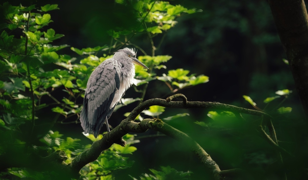 Серая цапля сидит на ветке дерева