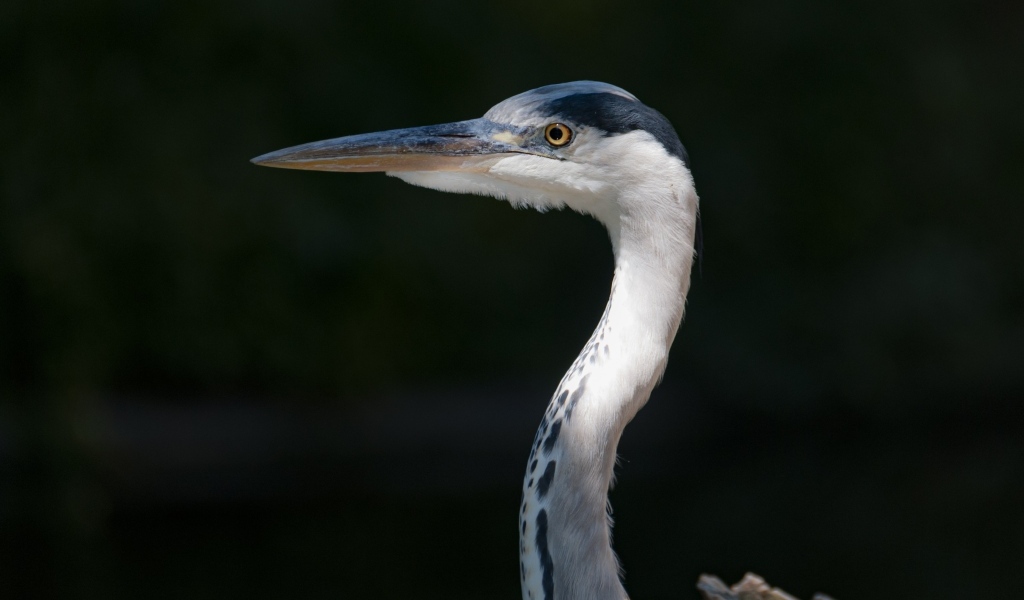 Серая цапля с острым клювом крупным планом