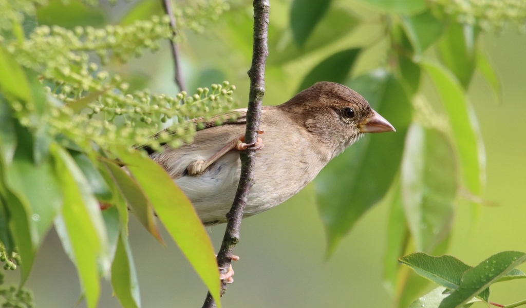 Серая иволга в ветках дерева