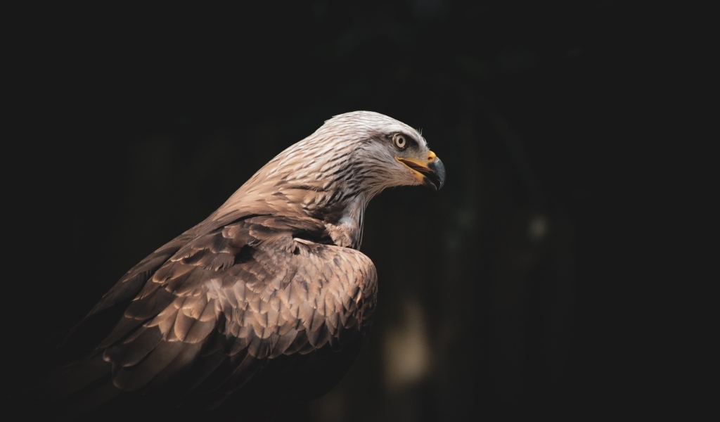 Серый хищный орел с острым черным клювом