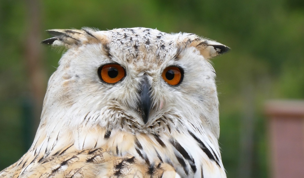 Большой евразийский филин крупным планом