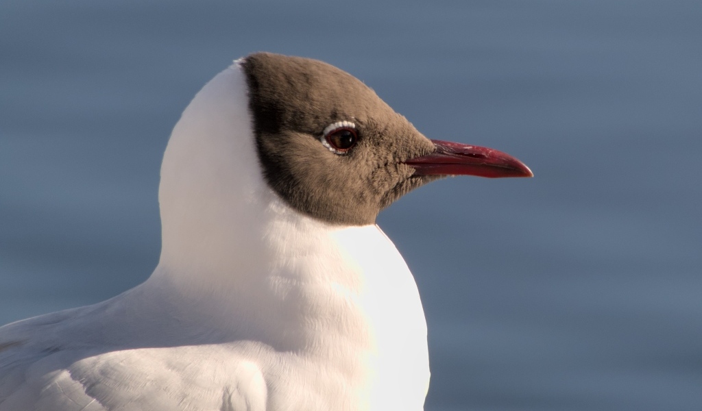 Большая сероголовая чайка крупным планом