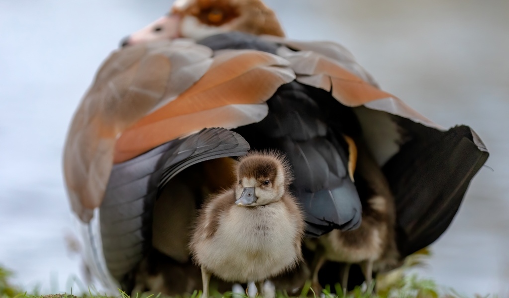 Большой нильский гусь с птенцом