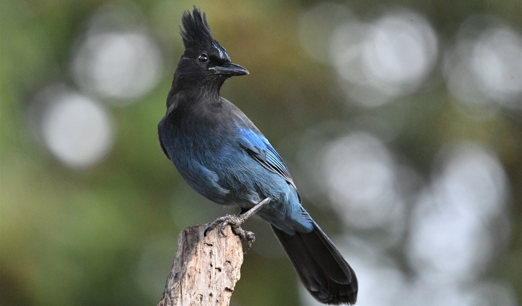 Большая стеллерова сойка крупным планом