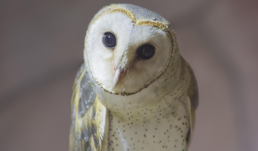 Большая белая сипуха с любопытными глазами