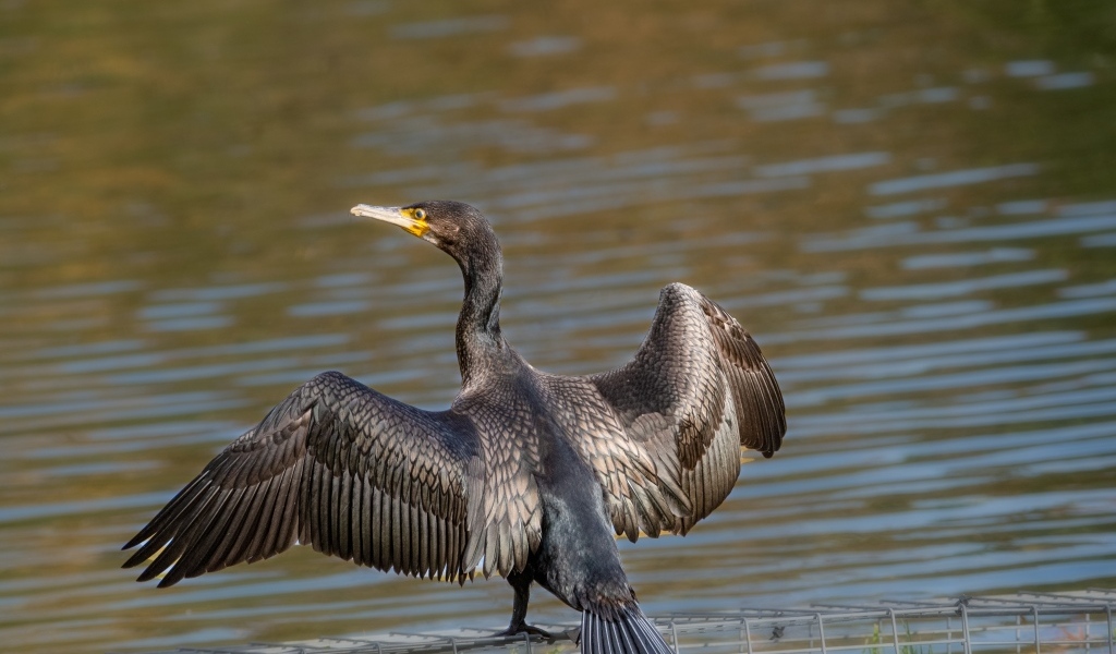 Большой баклан готовится ловить рыбу