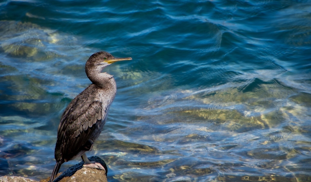 Большой баклан охотится у воды